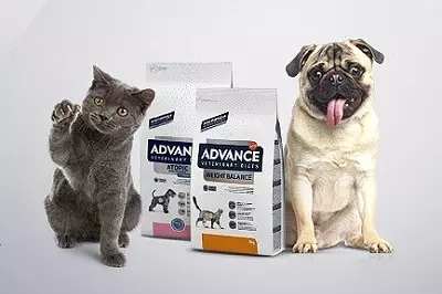 Syöttö Advance: Kuivan rehun, maan tuottajan ja ominaisuuksien koostumus. Syötä steriloituja kissoja, mini aikuista koirille ja muille. Arvostelut 21638_3
