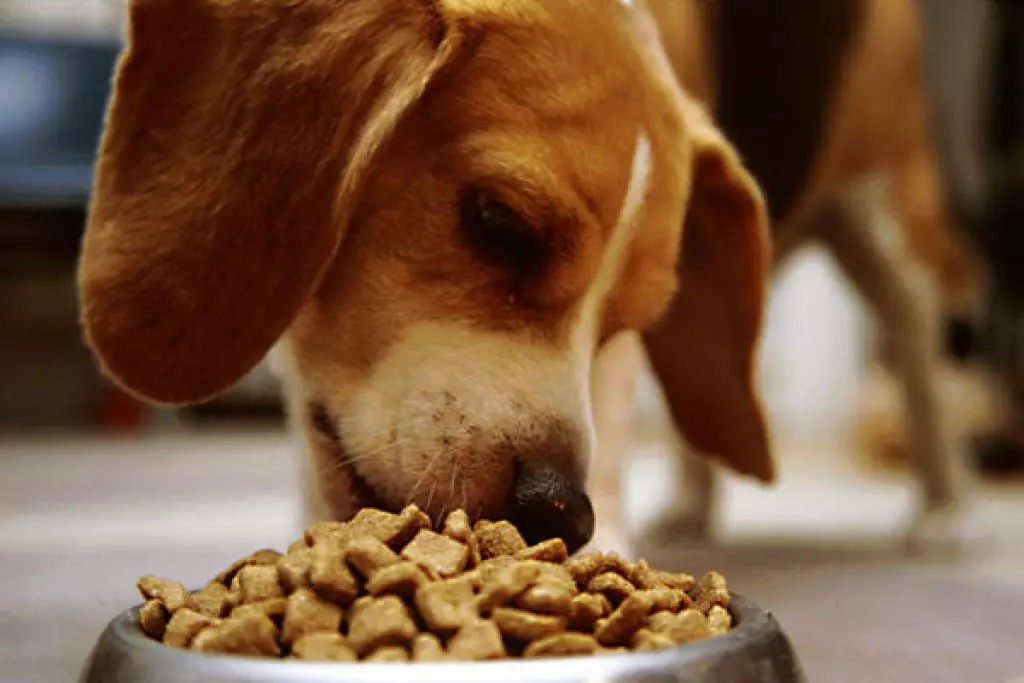 Monge Pes Feed: Zloženie konzervovaných potravín (mokré psie) a suché krmivá, pakety 12-15 kg. Posolový krém s jahňacím psom Bwild Obilie zadarmo a ďalšie produkty, recenzie 21642_18