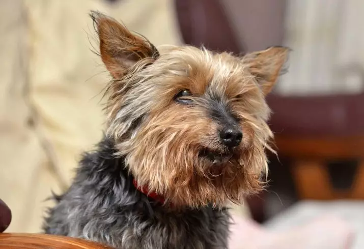 Krmivo Royal Canin pre Yorkshire Teriér: Pre šteniatka a dospelých psov, suché a mokré potraviny, ich zloženie. Nuance of kŕmenie 21645_12