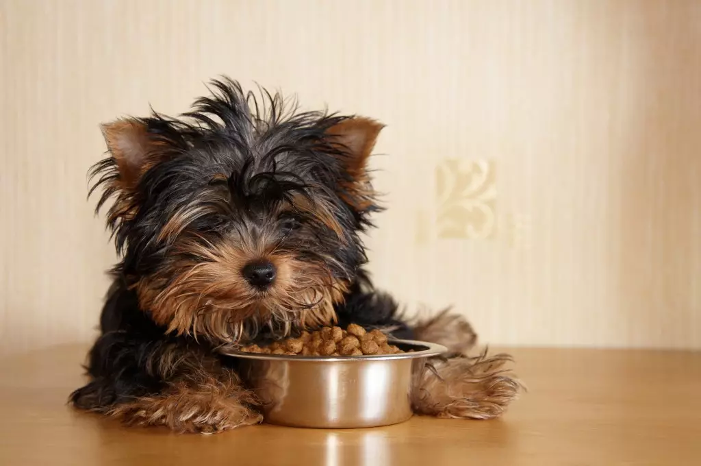 Krmivo Royal Canin pre Yorkshire Teriér: Pre šteniatka a dospelých psov, suché a mokré potraviny, ich zloženie. Nuance of kŕmenie 21645_17