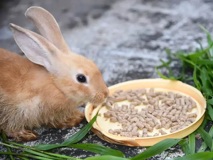 خرگوش کے لئے کھانا تھوڑا سا: نوجوان خرگوش اور گرین وادی، 15 کلوگرام اور 400-900 کے لئے. ساخت. آرائشی خرگوش کے لئے اچھے فیڈ کی درجہ بندی 21939_4