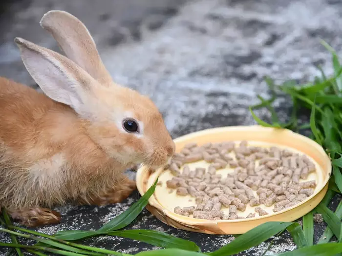 Makanan untuk arnab Little One: Bagi arnab muda dan Green Valley, 15 kg dan 400-900. Komposisi. Berbagai makanan yang baik untuk arnab hiasan 21939_4