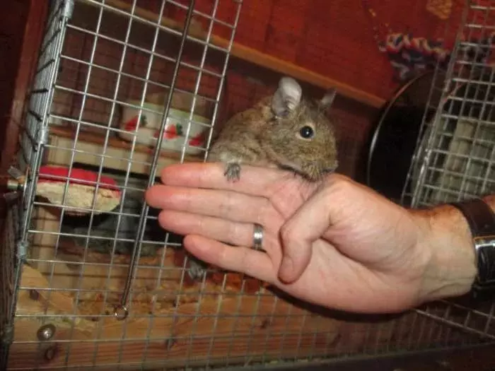 Buňka pro DEGU (22 photos): velikost a uspořádání buňky, skříně a terária pro chilské proteiny. Jak umístit vše, co potřebujete v kleci? 21941_17