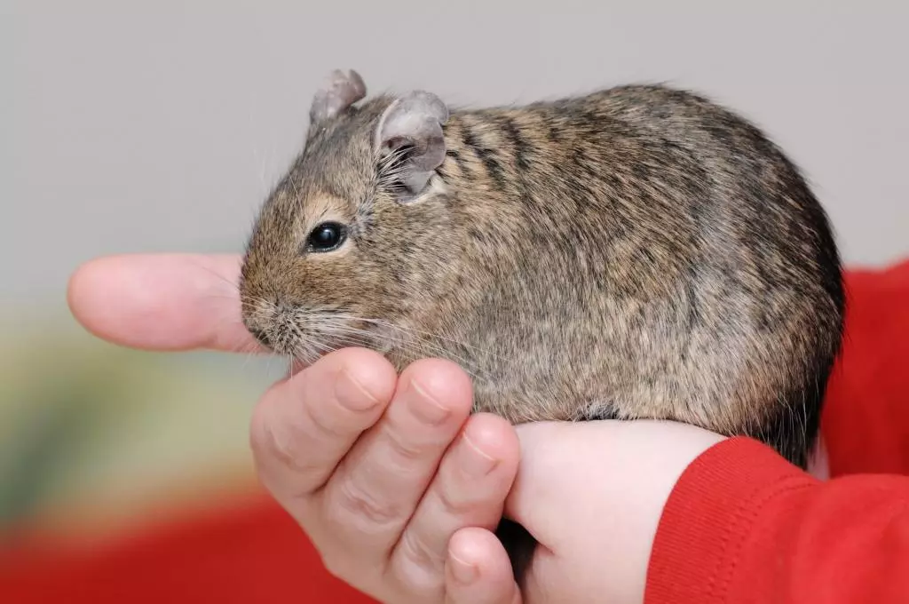 Ќелијата за DEGU (22 фотографии): големината и распоредот на ќелијата, комплет и терариум за чилеанските протеини. Како да поставите се што ви треба во кафез? 21941_18