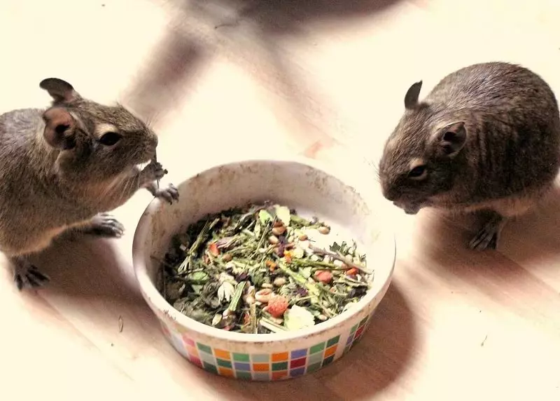 Ќелијата за DEGU (22 фотографии): големината и распоредот на ќелијата, комплет и терариум за чилеанските протеини. Како да поставите се што ви треба во кафез? 21941_22