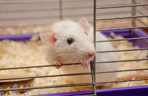 Tali untuk tikus kecil: Komposisi tikus umpan 400 g dan lainnya, deskripsi umum. Ulasan 21951_2