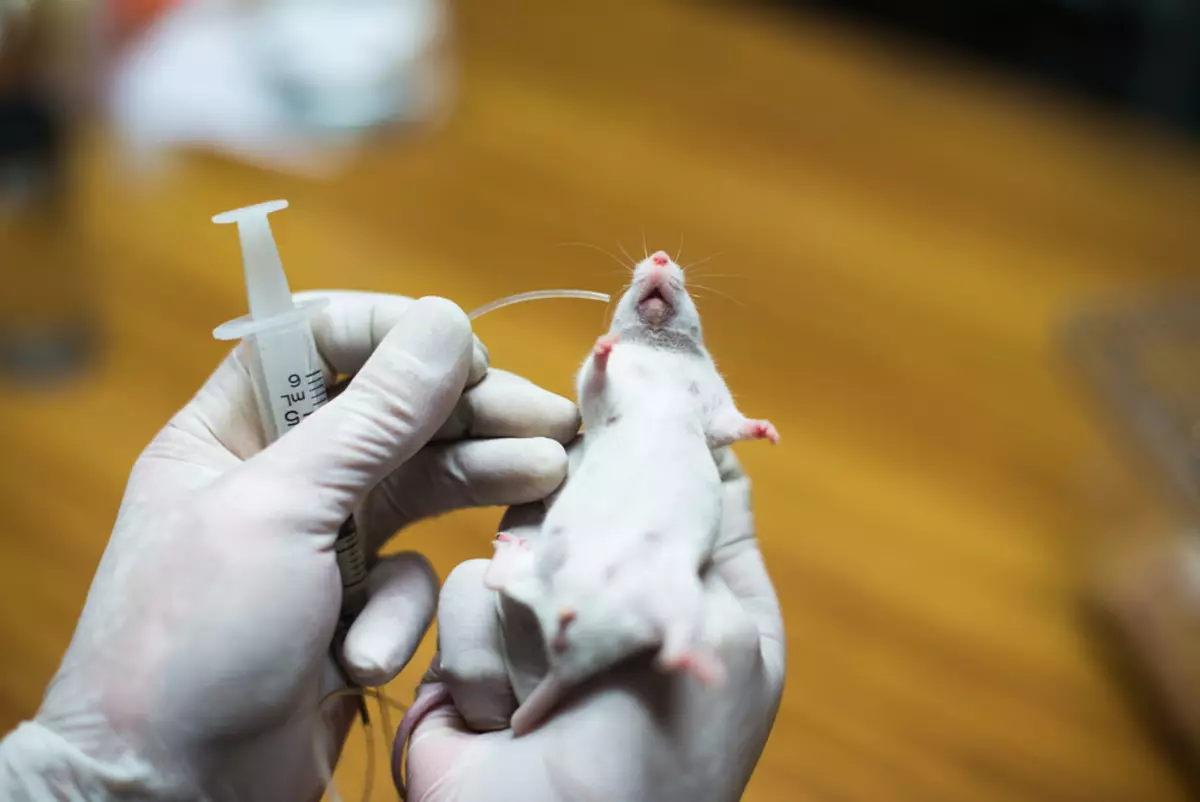 Генетические эксперименты на мышах