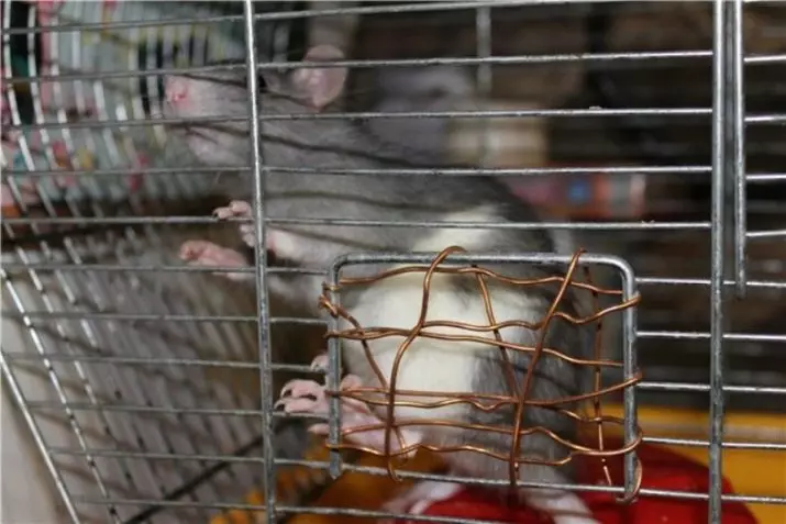 Buňky pro krysy s vlastními rukama (22 photos): Vlastnosti domácích bytů. Jak je vytvořit ze zdravých materiálů doma? 21961_11