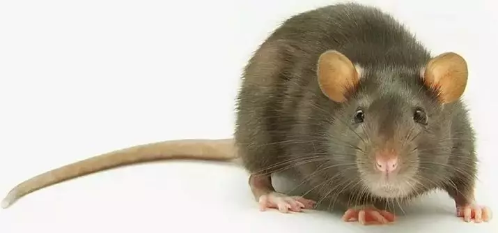Rakud rottidele oma kätega (22 fotot): omatehtud eluruumide omadused. Kuidas luua need tervislikest materjalidest kodus? 21961_2