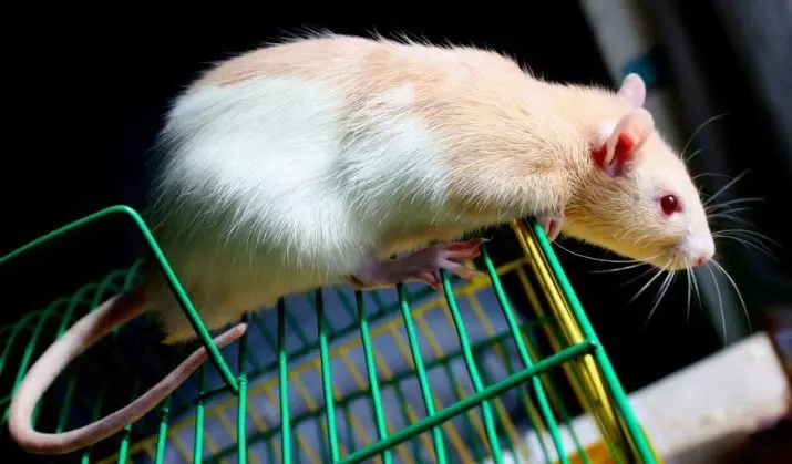 Các tế bào cho chuột bằng tay của họ (22 ảnh): Các tính năng của nhà ở tự chế. Làm thế nào để tạo chúng từ các vật liệu khỏe mạnh ở nhà? 21961_3
