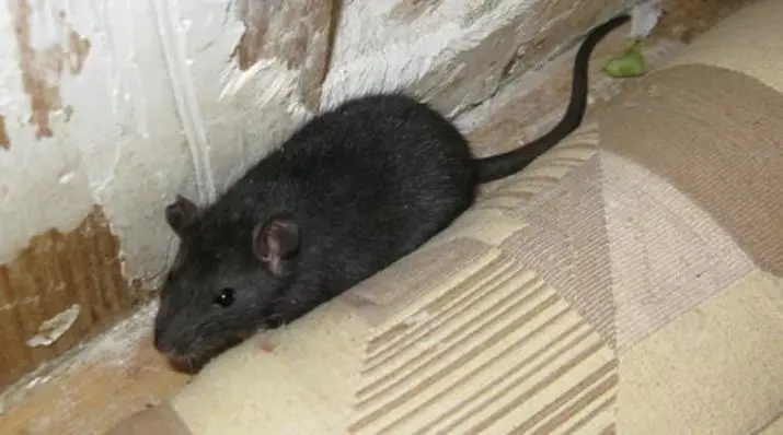 Celler för råttor med egna händer (22 bilder): Funktioner av hemlagade bostäder. Hur man skapar dem från friska material hemma? 21961_5
