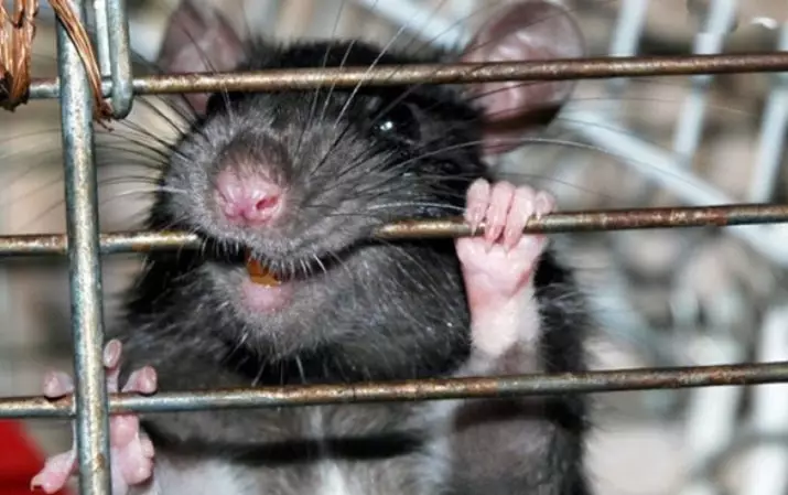 Клетки за стаорци со свои раце (22 фотографии): Карактеристики на домашните живеалишта. Како да ги креирате од здрави материјали дома? 21961_8