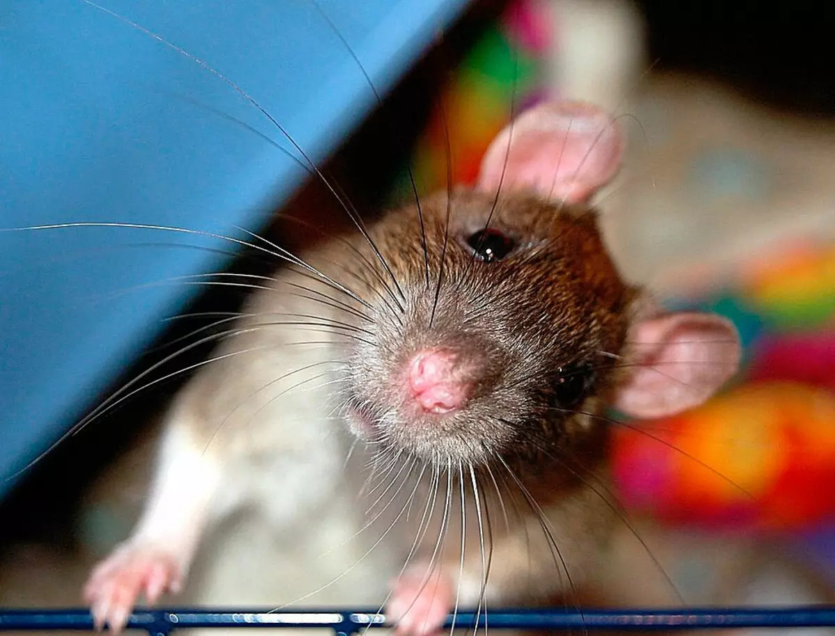 Los nombres de las ratas: ¿Cómo puedo llamar? pozos divertidos para los animales decorativos 21962_8