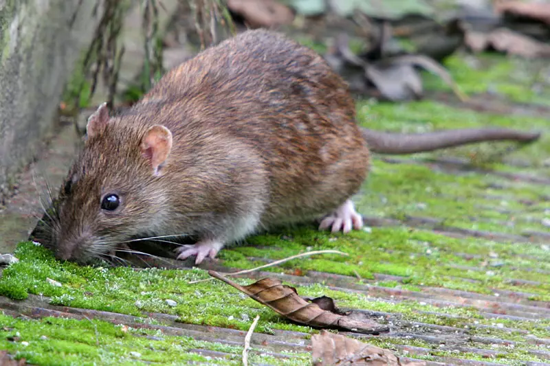 Rat (64 Foto): Apa sing ditindakake baka hias rat omah? Tangan satin tikus lan spesies liyane. Fakta Menarik babagan tikus. Kepiye dheweke ndeleng? 21964_11