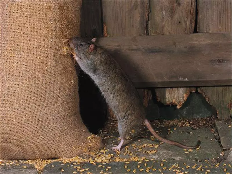 Rat (64 foto): Çfarë duken racat e rats ornamentale në shtëpi? Duart e rat manual saten dhe lloje të tjera. Fakte interesante për minjtë. Si e shohin? 21964_13