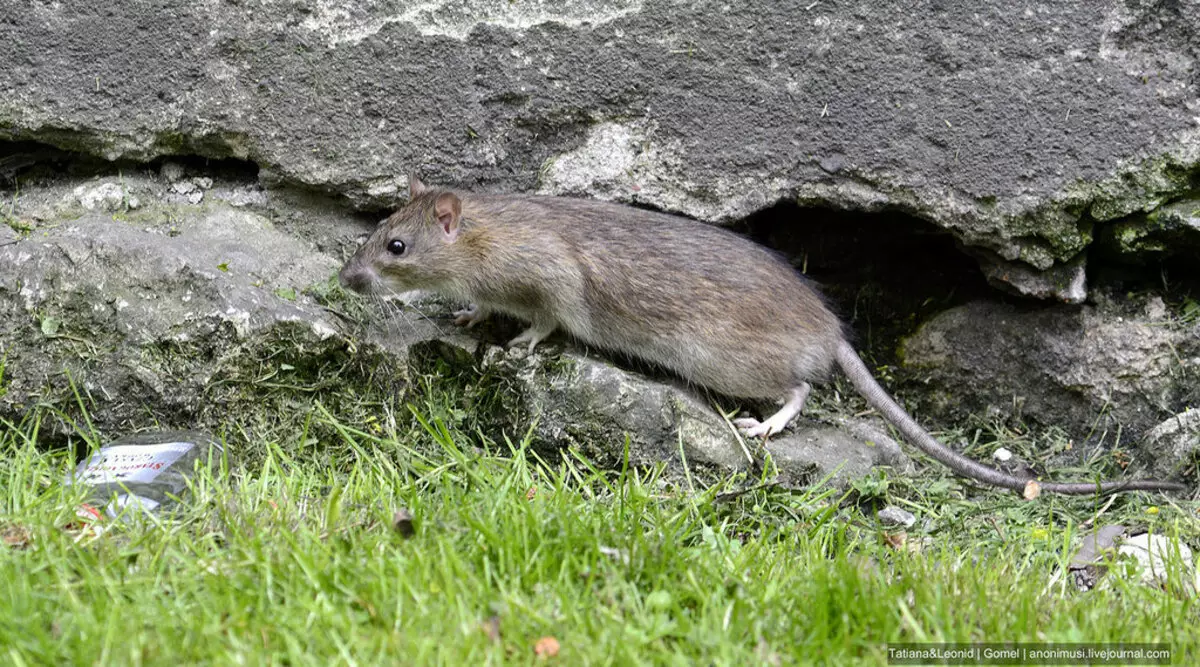 Rat (64 fotografii): Ce arată rasele de șobolani ornamentali? Mâinile de șobolan manual de satin și alte specii. Fapte interesante despre șobolani. Cum văd ei? 21964_14