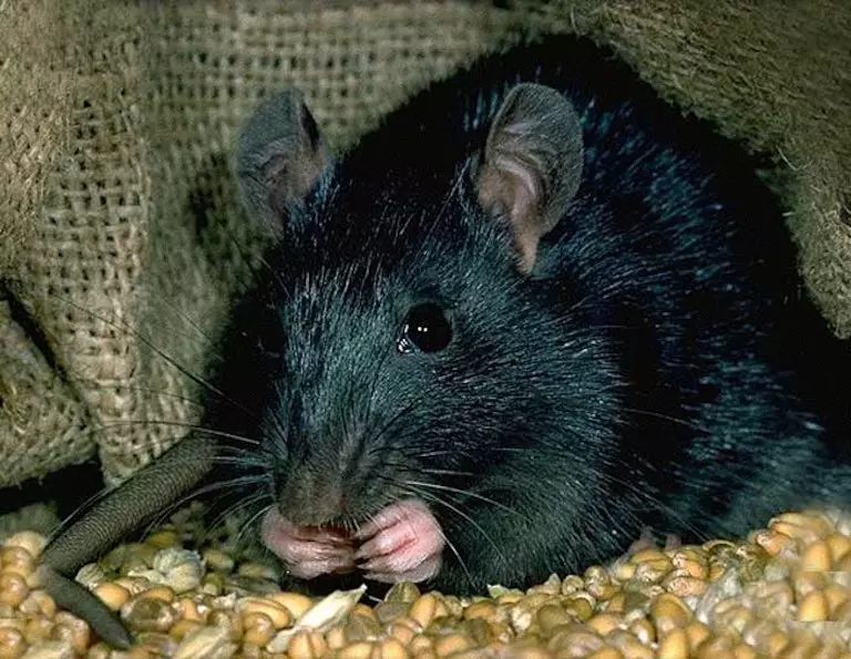Rat (64 foto): Çfarë duken racat e rats ornamentale në shtëpi? Duart e rat manual saten dhe lloje të tjera. Fakte interesante për minjtë. Si e shohin? 21964_16