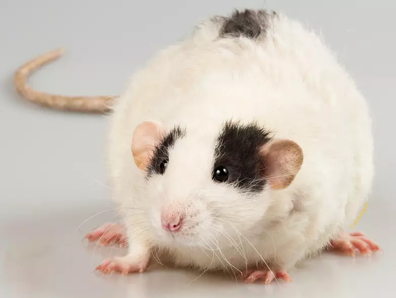 Rat (64 foto): Çfarë duken racat e rats ornamentale në shtëpi? Duart e rat manual saten dhe lloje të tjera. Fakte interesante për minjtë. Si e shohin? 21964_23