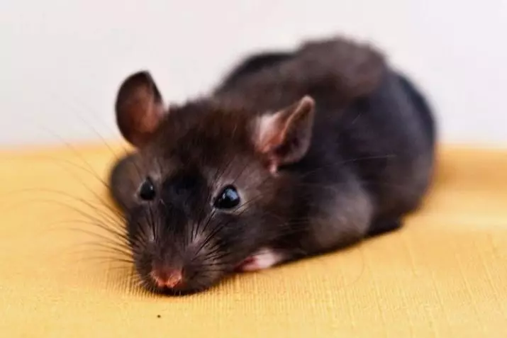 Rat (64 Foto): Apa sing ditindakake baka hias rat omah? Tangan satin tikus lan spesies liyane. Fakta Menarik babagan tikus. Kepiye dheweke ndeleng? 21964_3