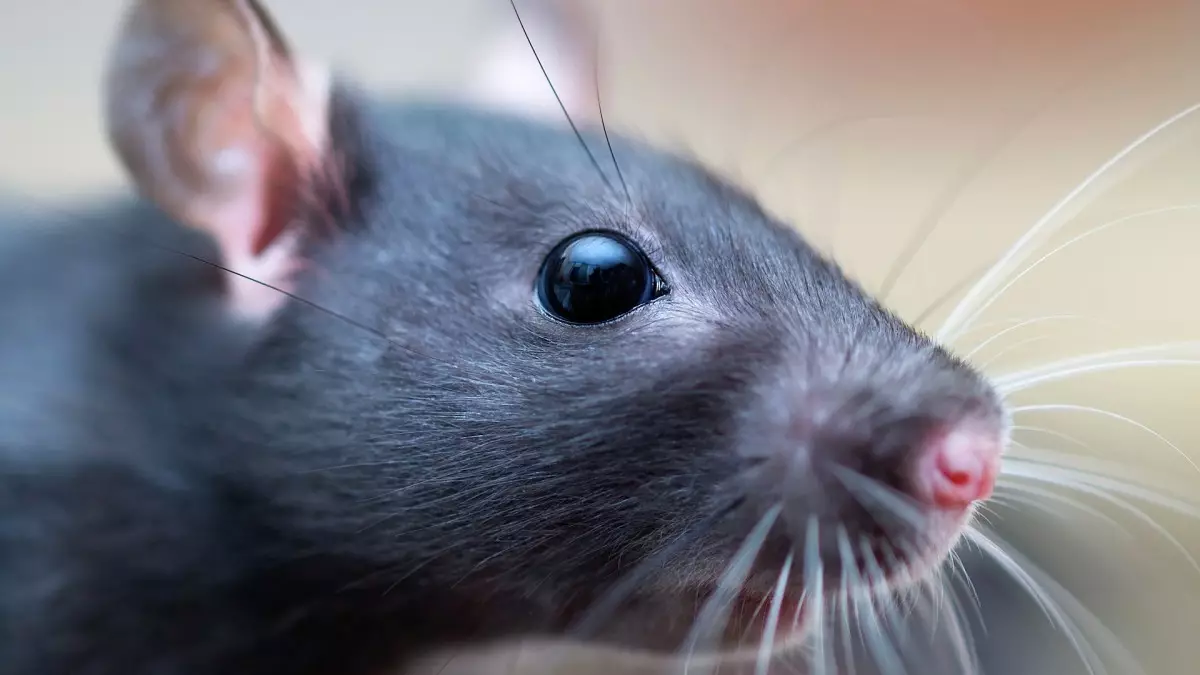 Rat (64 billeder): Hvad ser racerne af hjemmet ornamental rotter ud? Hænder af manuel satin rotte og andre arter. Interessante fakta om rotterne. Hvordan ser de? 21964_30