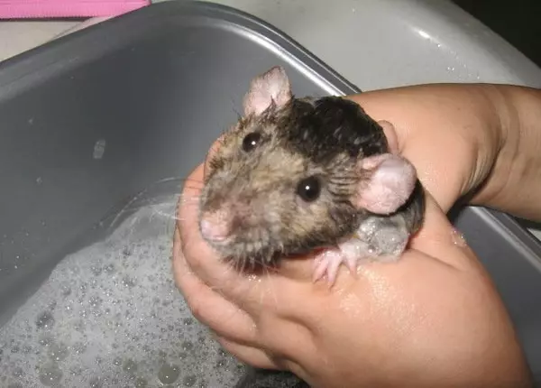 चूहा (64 फोटो): घर सजावटी चूहों की नस्लों की तरह क्या दिखते हैं? मैनुअल साटन चूहे और अन्य प्रजातियों के हाथ। चूहों के बारे में दिलचस्प तथ्य। वे कैसे देखते हैं? 21964_33