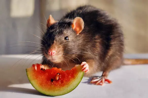 Rat (64 billeder): Hvad ser racerne af hjemmet ornamental rotter ud? Hænder af manuel satin rotte og andre arter. Interessante fakta om rotterne. Hvordan ser de? 21964_44