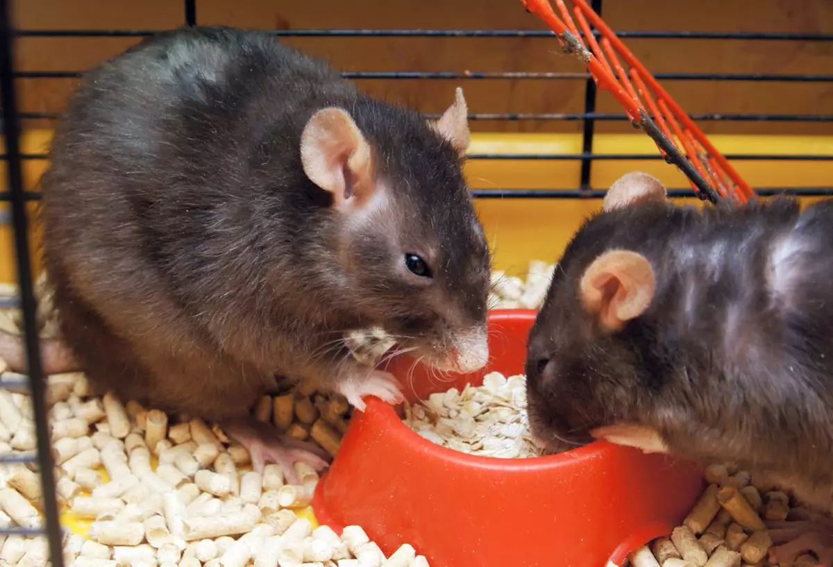 Rat (64 billeder): Hvad ser racerne af hjemmet ornamental rotter ud? Hænder af manuel satin rotte og andre arter. Interessante fakta om rotterne. Hvordan ser de? 21964_45