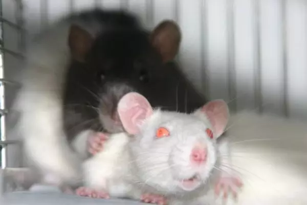 Råtta (64 foton): Vad ser de raser av hemmet dekorativa råttor ut? Händer av manuell satinrottning och andra arter. Intressanta fakta om råttorna. Hur ser de? 21964_48