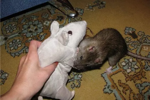 Rat (64 fotografii): Ce arată rasele de șobolani ornamentali? Mâinile de șobolan manual de satin și alte specii. Fapte interesante despre șobolani. Cum văd ei? 21964_51