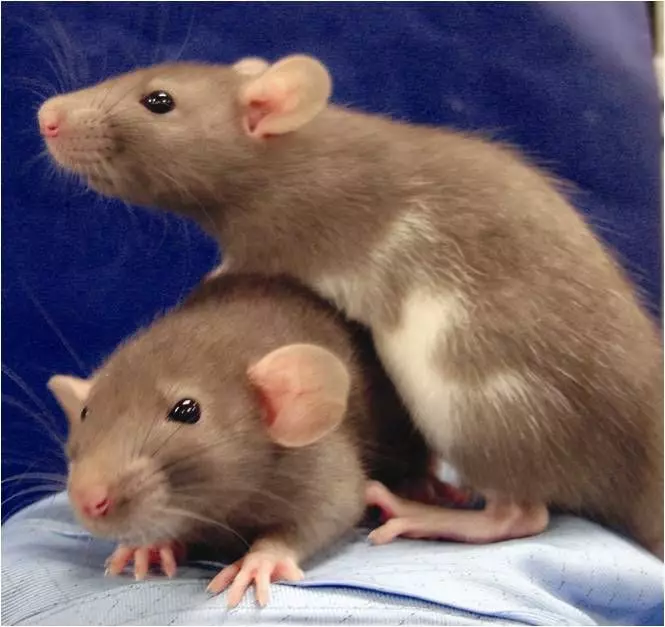Rat (64 foto's): hoe zien de rassen van huis sierratten eruit? Handen van handmatige satijnen rat en andere soorten. Interessante feiten over de ratten. Hoe zien ze? 21964_58