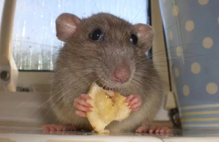 Rat (64 foto's): hoe zien de rassen van huis sierratten eruit? Handen van handmatige satijnen rat en andere soorten. Interessante feiten over de ratten. Hoe zien ze? 21964_59