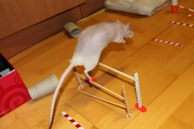 Rat (64 foto): Çfarë duken racat e rats ornamentale në shtëpi? Duart e rat manual saten dhe lloje të tjera. Fakte interesante për minjtë. Si e shohin? 21964_62