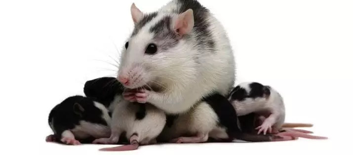 فأر (64 صورة): ماذا تبدو سلالات الفئران الزينة المنزلية؟ أيدي الفئران الساتان اليدوية وغيرها من الأنواع. حقائق مثيرة للاهتمام حول الفئران. كيف يرون؟ 21964_63