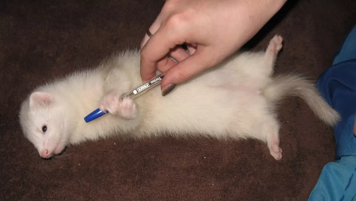 White Ferrets (27 fotos): Características de Ferrets Albinos. Cantas mascotas vives? 21971_12