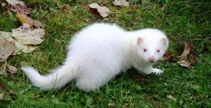 Bijeli feret (27 fotografija): Karakteristike albina Ferrets. Koliko kućnih ljubimaca živite? 21971_14