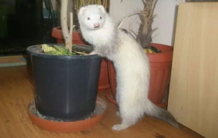 Ferrets brancos (27 fotos): Características de Ferrets Albinos. Quantos animais de estimação você mora? 21971_15