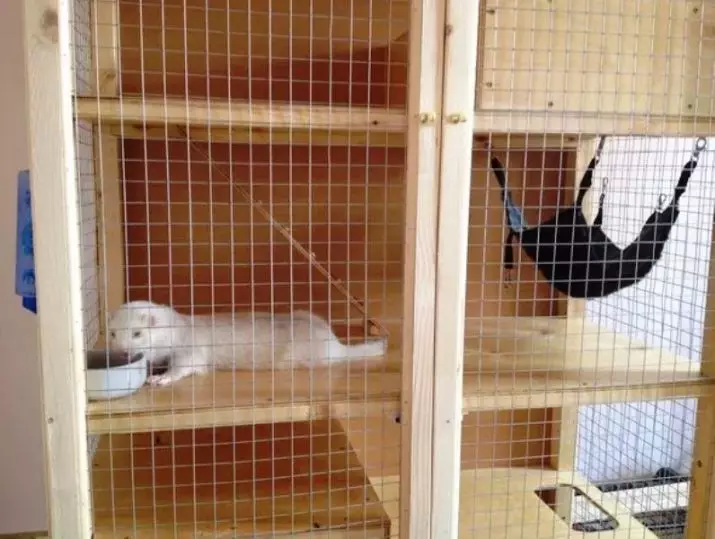 White Ferrets (27 fotos): Características de Ferrets Albinos. Cantas mascotas vives? 21971_19