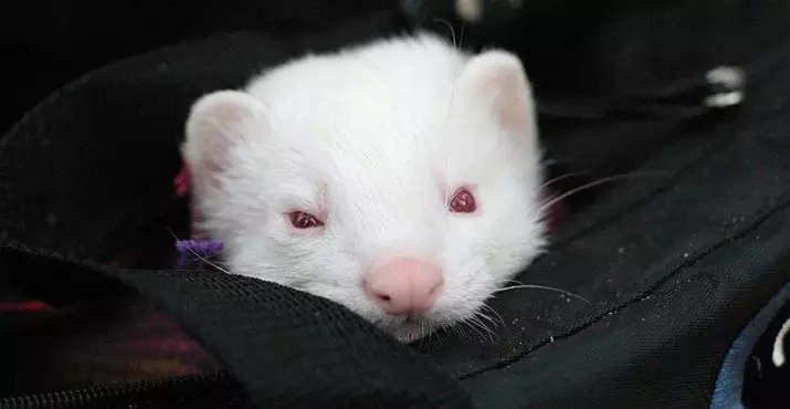 Ferrets nyeupe (picha 27): Makala ya ferrets albinos. Unaishi ngapi pets? 21971_2
