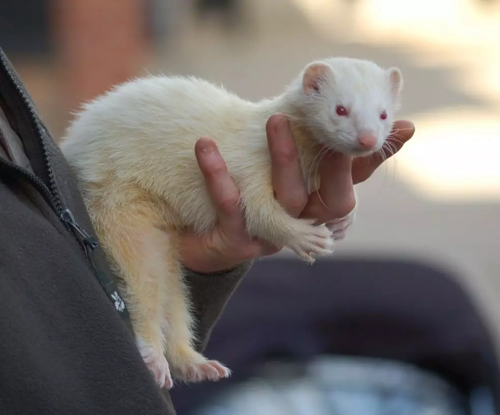 Ferrets nyeupe (picha 27): Makala ya ferrets albinos. Unaishi ngapi pets? 21971_26