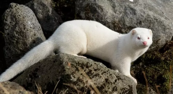 Ferrets brancos (27 fotos): Características de Ferrets Albinos. Quantos animais de estimação você mora? 21971_3