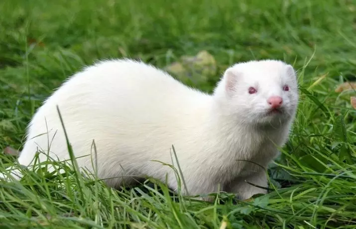 White Ferrets (27 myndir): Lögun af frettum albinos. Hversu margir gæludýr býrð þú? 21971_5