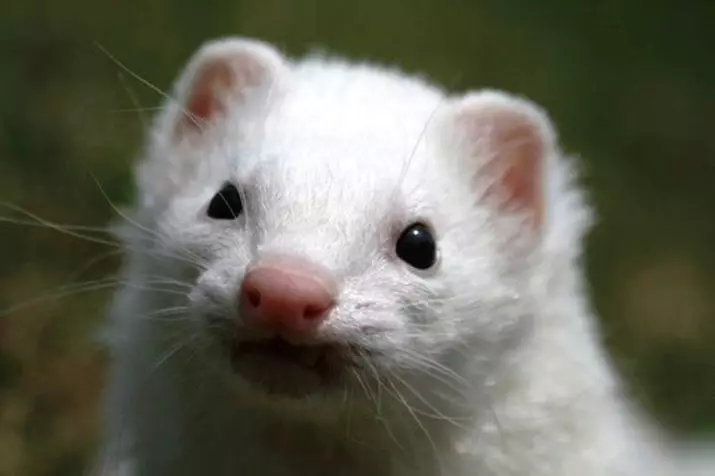 Ferrets nyeupe (picha 27): Makala ya ferrets albinos. Unaishi ngapi pets? 21971_6