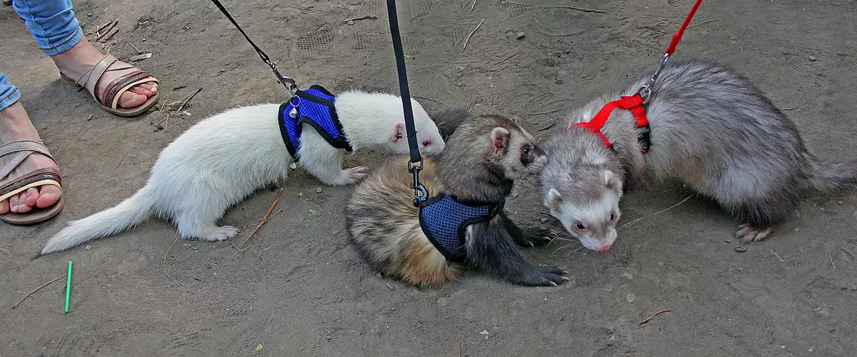 White Ferrets (27 fotos): Características de Ferrets Albinos. Cantas mascotas vives? 21971_9