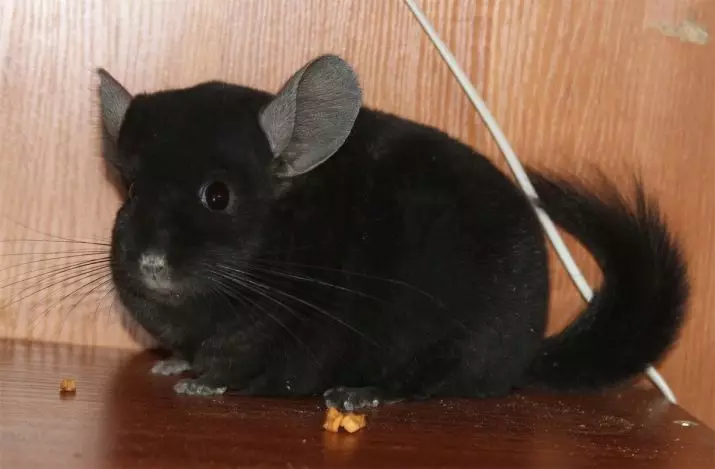 Black Chinchilla (17 fotos): Característiques de Chinchillas Velvet negre i perles negres, banús negre i altres 21974_10