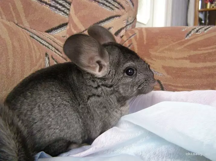 Black Chinchilla (17 fotos): Característiques de Chinchillas Velvet negre i perles negres, banús negre i altres 21974_14