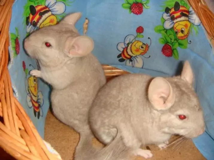 Black Chinchilla (17 fotos): Característiques de Chinchillas Velvet negre i perles negres, banús negre i altres 21974_16