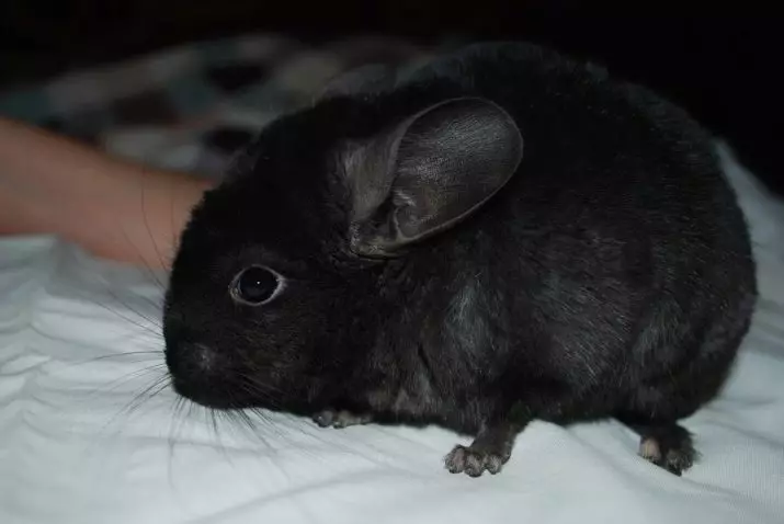 Black Chinchilla (17 fotos): Característiques de Chinchillas Velvet negre i perles negres, banús negre i altres 21974_2