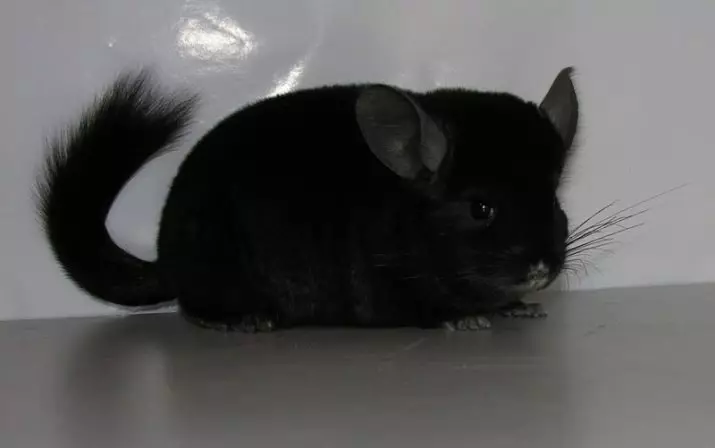 Black Chinchilla (17 fotos): Característiques de Chinchillas Velvet negre i perles negres, banús negre i altres 21974_3