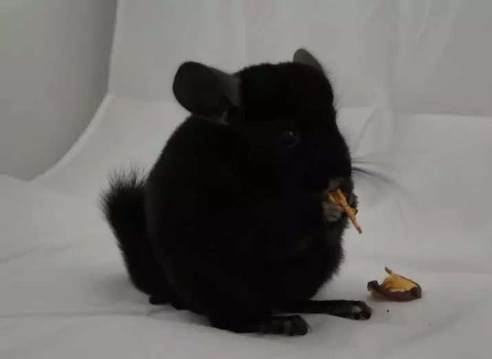 Chinchilla đen (17 ảnh): Các tính năng của Chinchillas Black Velvet và Black Pearls, Black Ebony và những người khác 21974_4