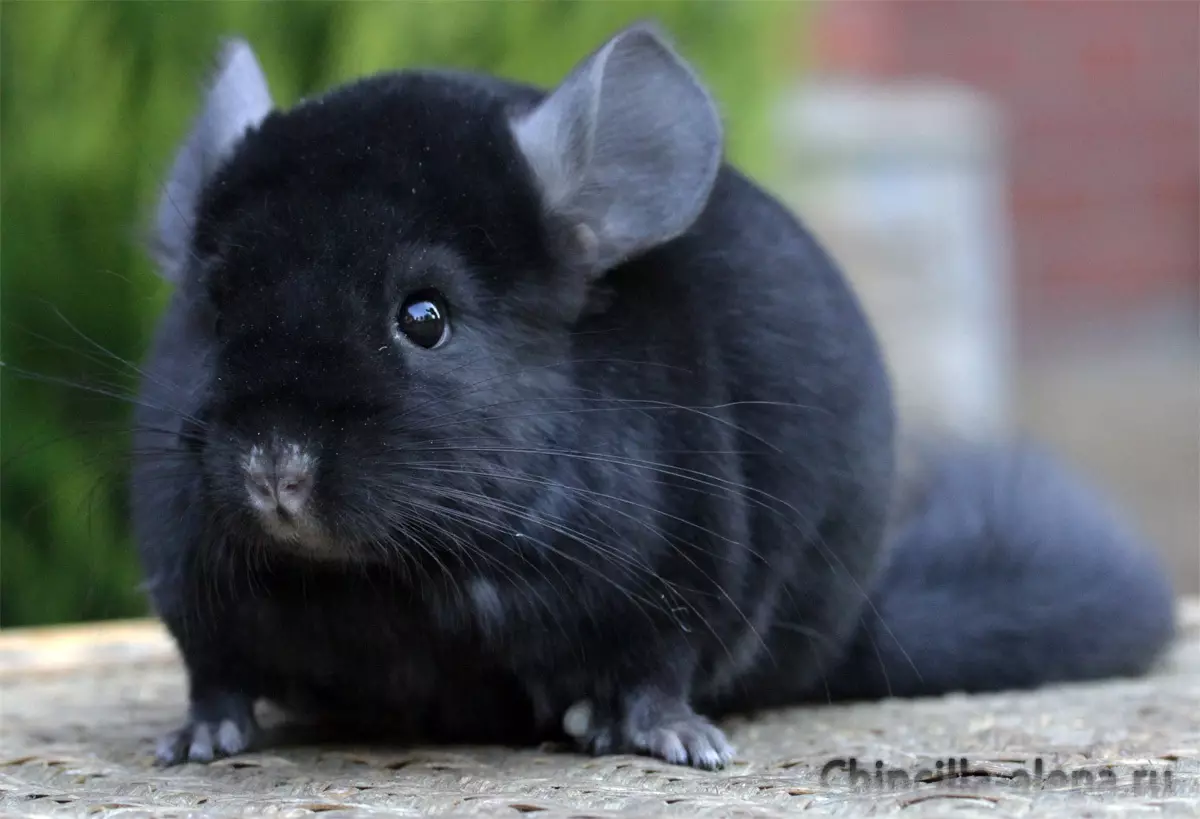 Chinchilla beltza (17 argazki): Chinchillas beltzeko beltzezko eta perla beltzak, ebano beltza eta beste batzuk 21974_5